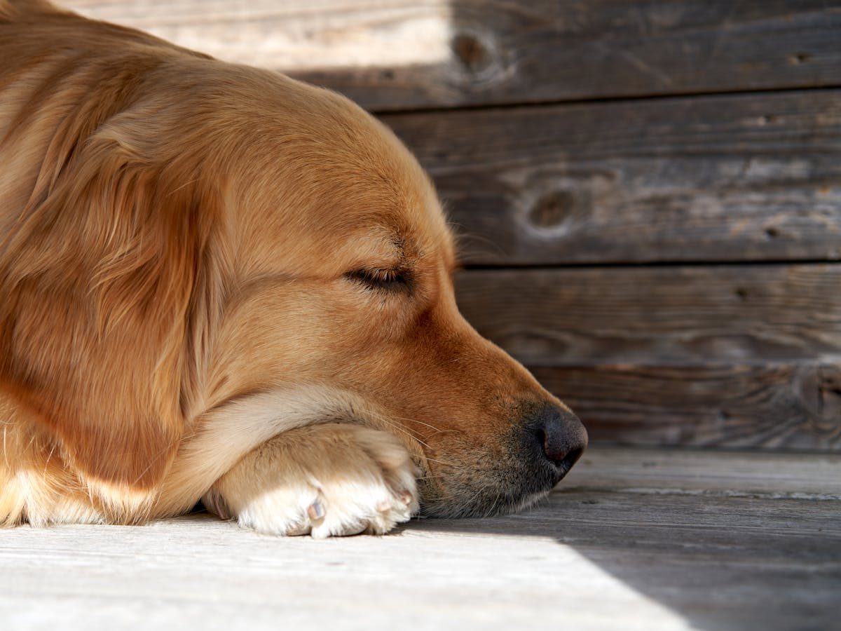 Golden Retriever descansando confortavelmente